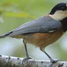 Mésange variée
