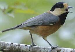 Varied Tit