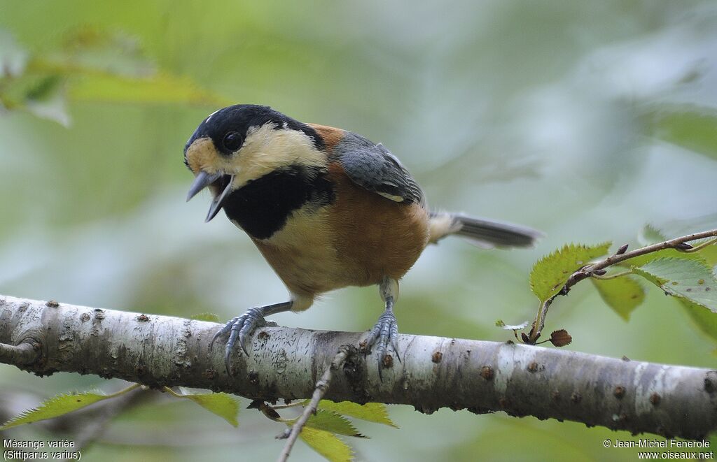 Mésange variée