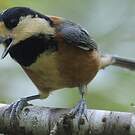 Mésange variée