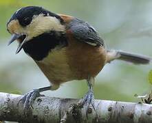 Varied Tit