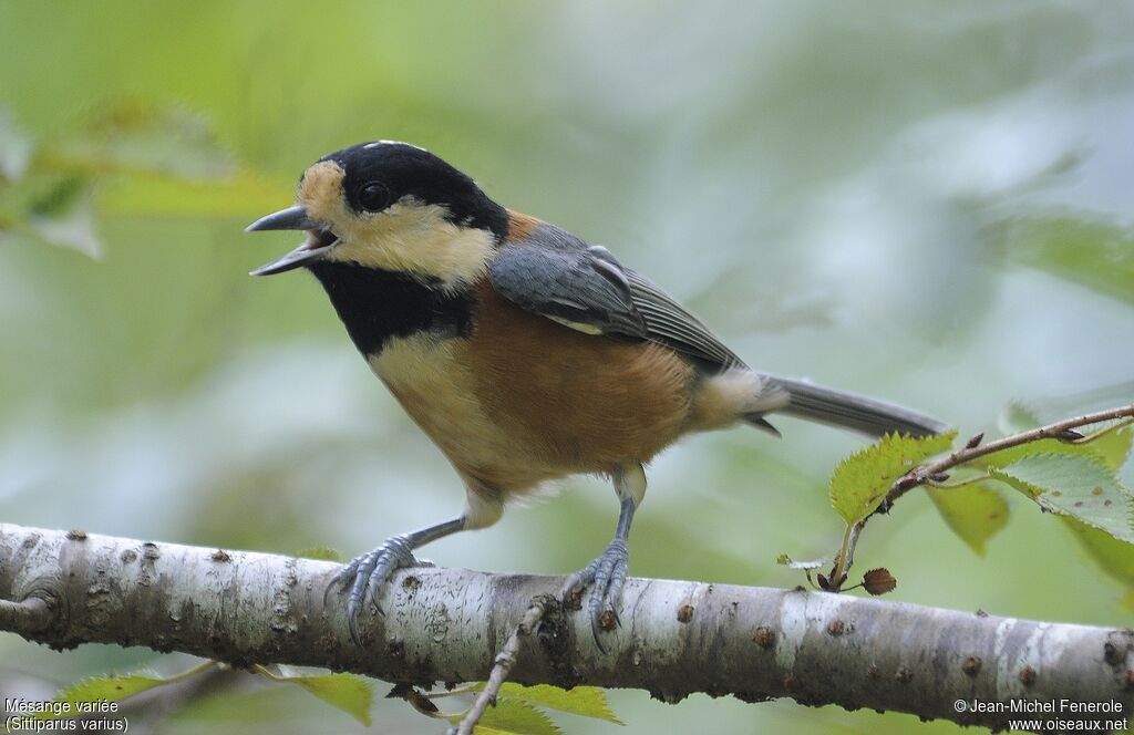 Varied Tit