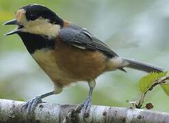 Varied Tit