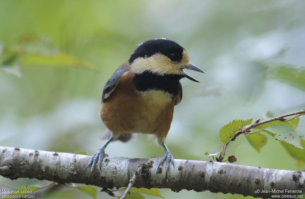 Varied Tit