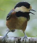 Varied Tit