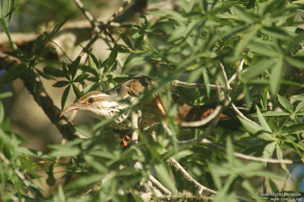 Subdesert Mesite male adult