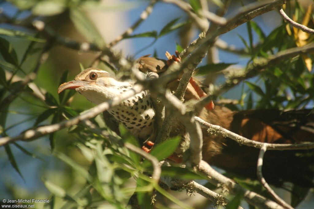 Subdesert Mesite male adult