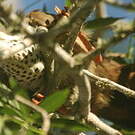 Mésite monias