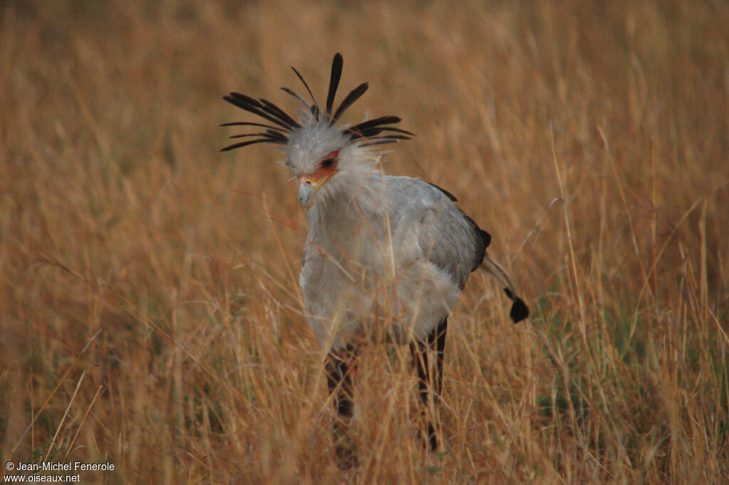 Secretarybird