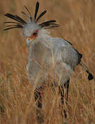 Secretarybird