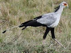 Secretarybird