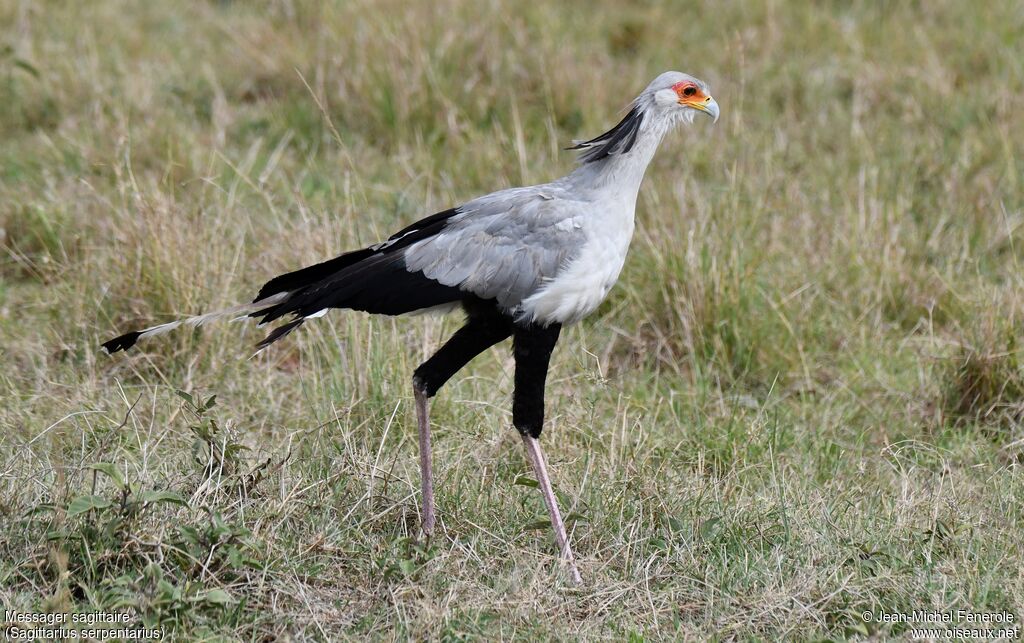 Secretarybird