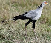 Secretarybird