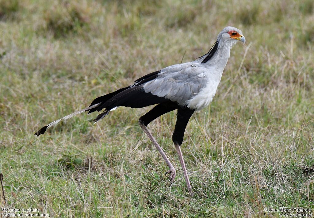 Secretarybird