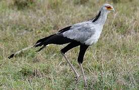 Secretarybird