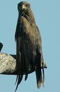 Yellow-billed Kite