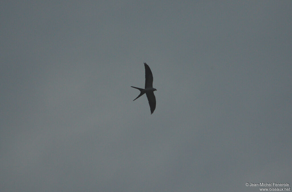 Swallow-tailed Kiteadult