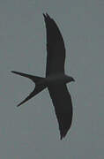 Swallow-tailed Kite