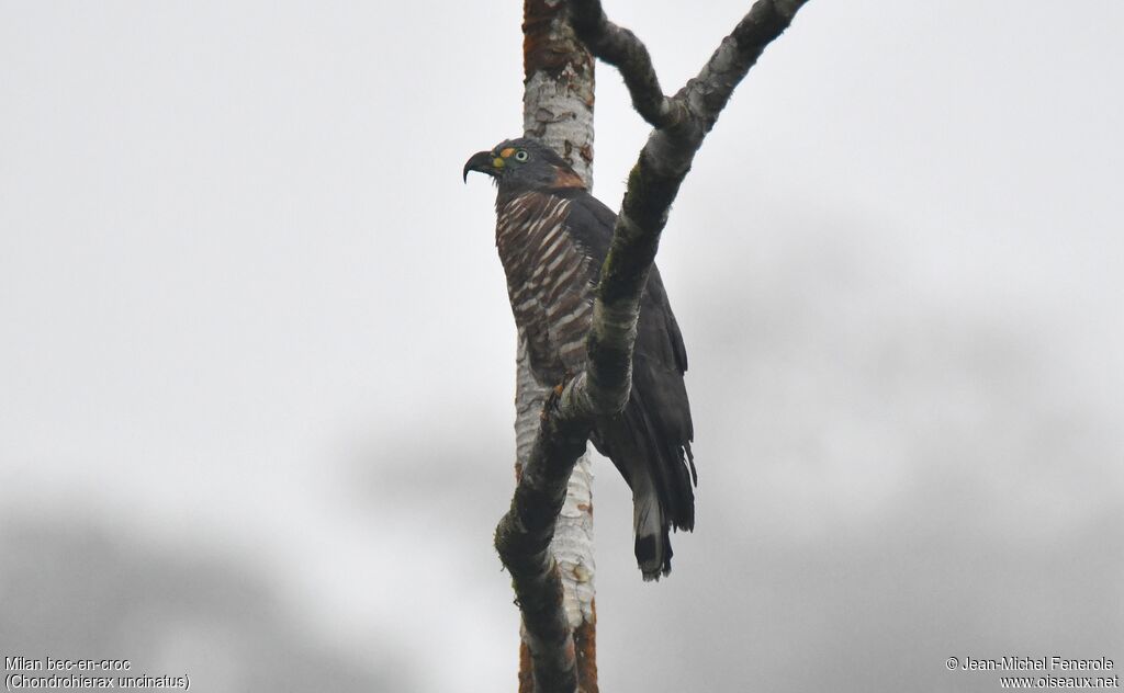 Hook-billed Kite