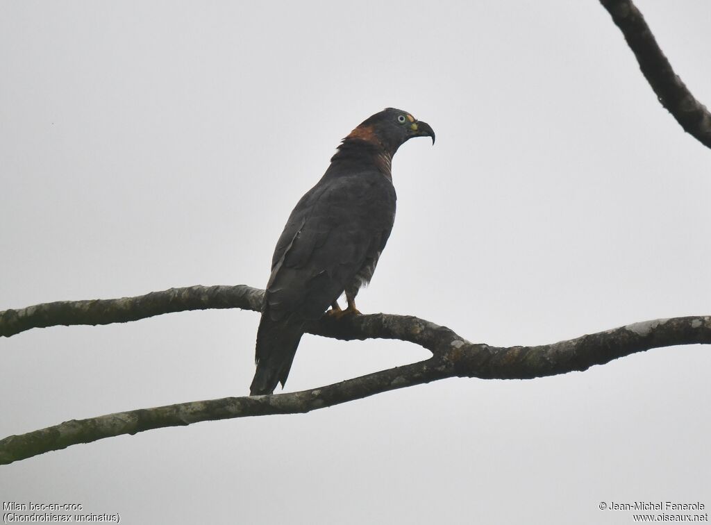 Hook-billed Kite