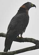 Hook-billed Kite