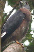 Double-toothed Kite