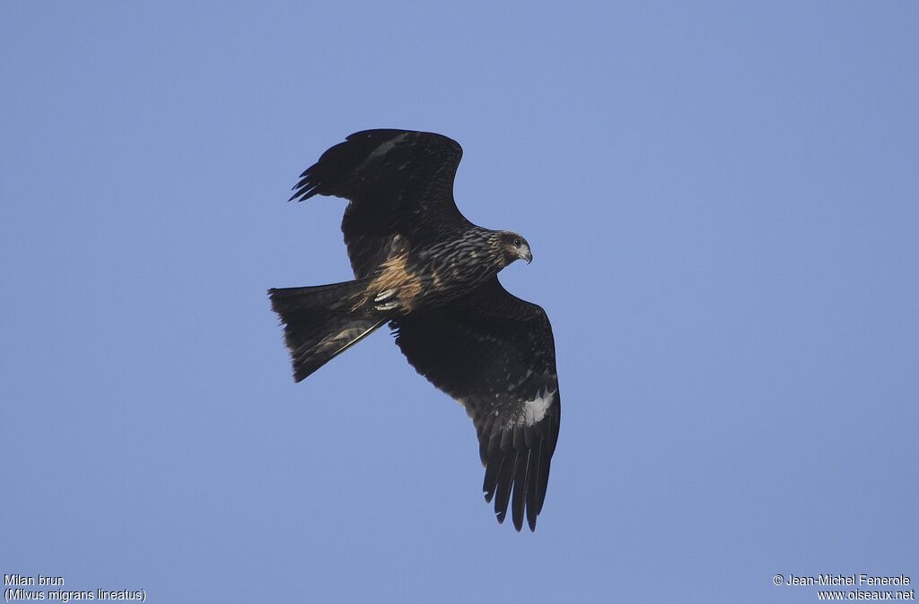 Black Kite (lineatus)