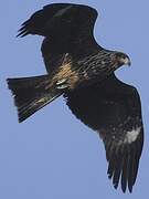 Black Kite (lineatus)