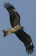 Black Kite (lineatus)