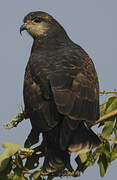 Snail Kite