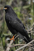 Snail Kite