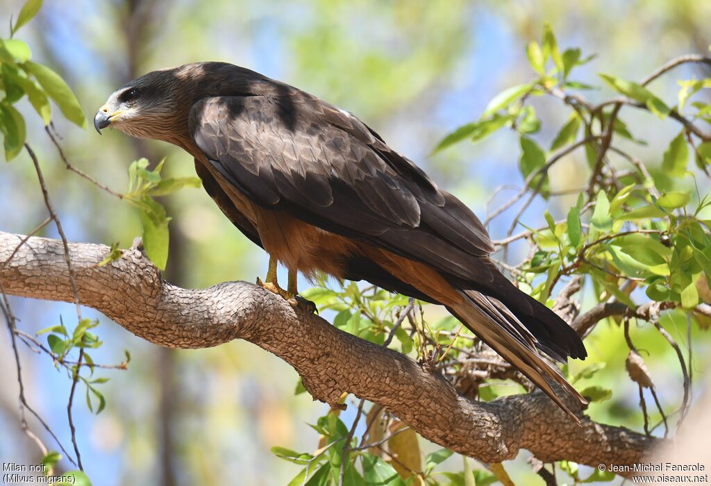 Black Kite