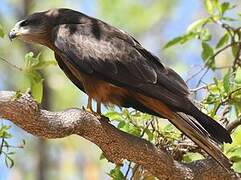 Black Kite