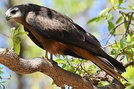 Black Kite