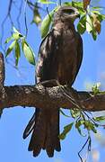 Black Kite