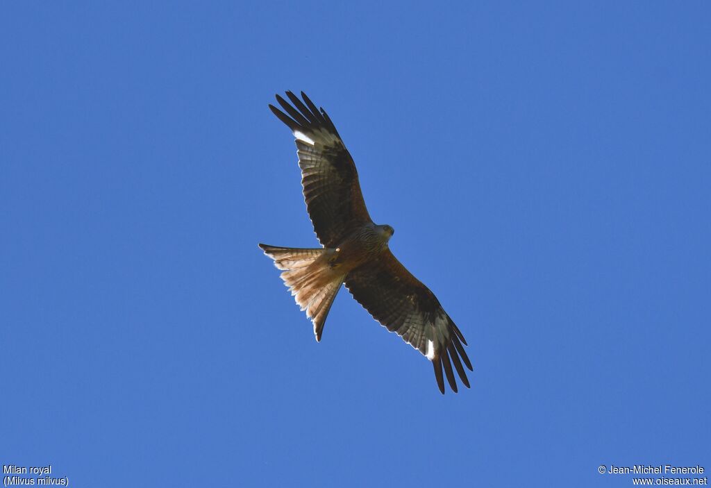 Red Kite