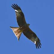 Red Kite