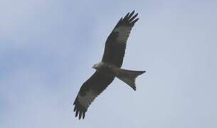 Red Kite