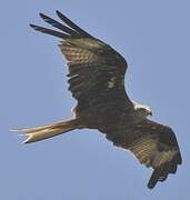 Red Kite