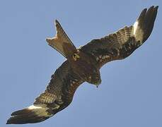 Red Kite