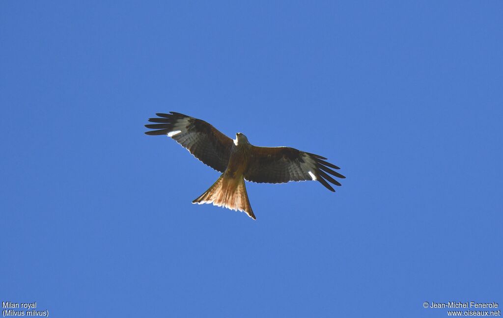 Red Kite