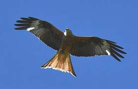 Red Kite