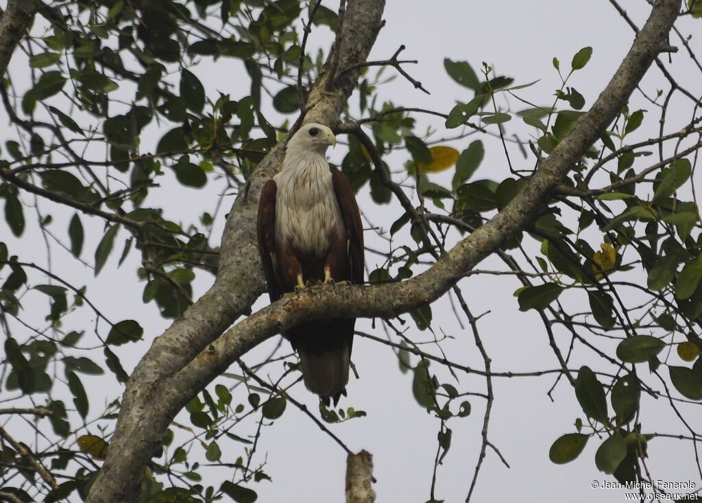 Brahminy Kite