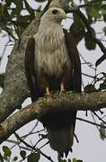 Brahminy Kite