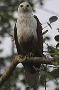 Brahminy Kite