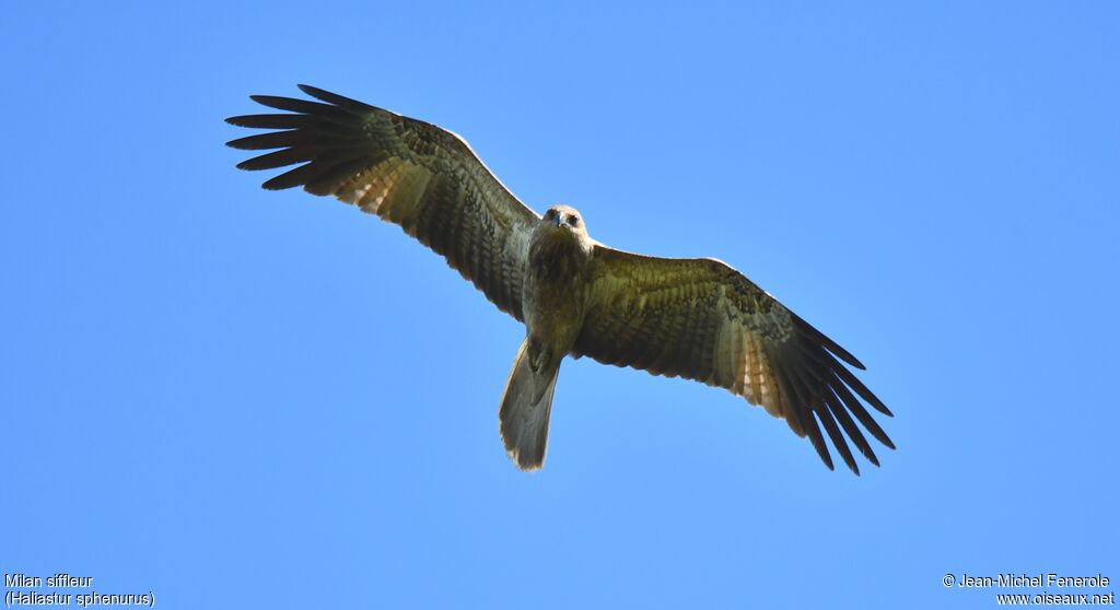 Whistling Kite