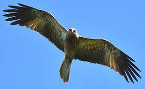 Whistling Kite