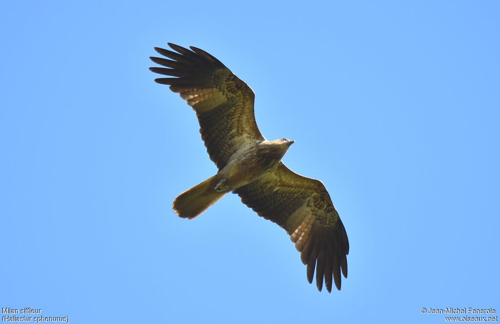 Whistling Kite