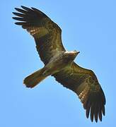 Whistling Kite