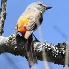 Minivet oranor